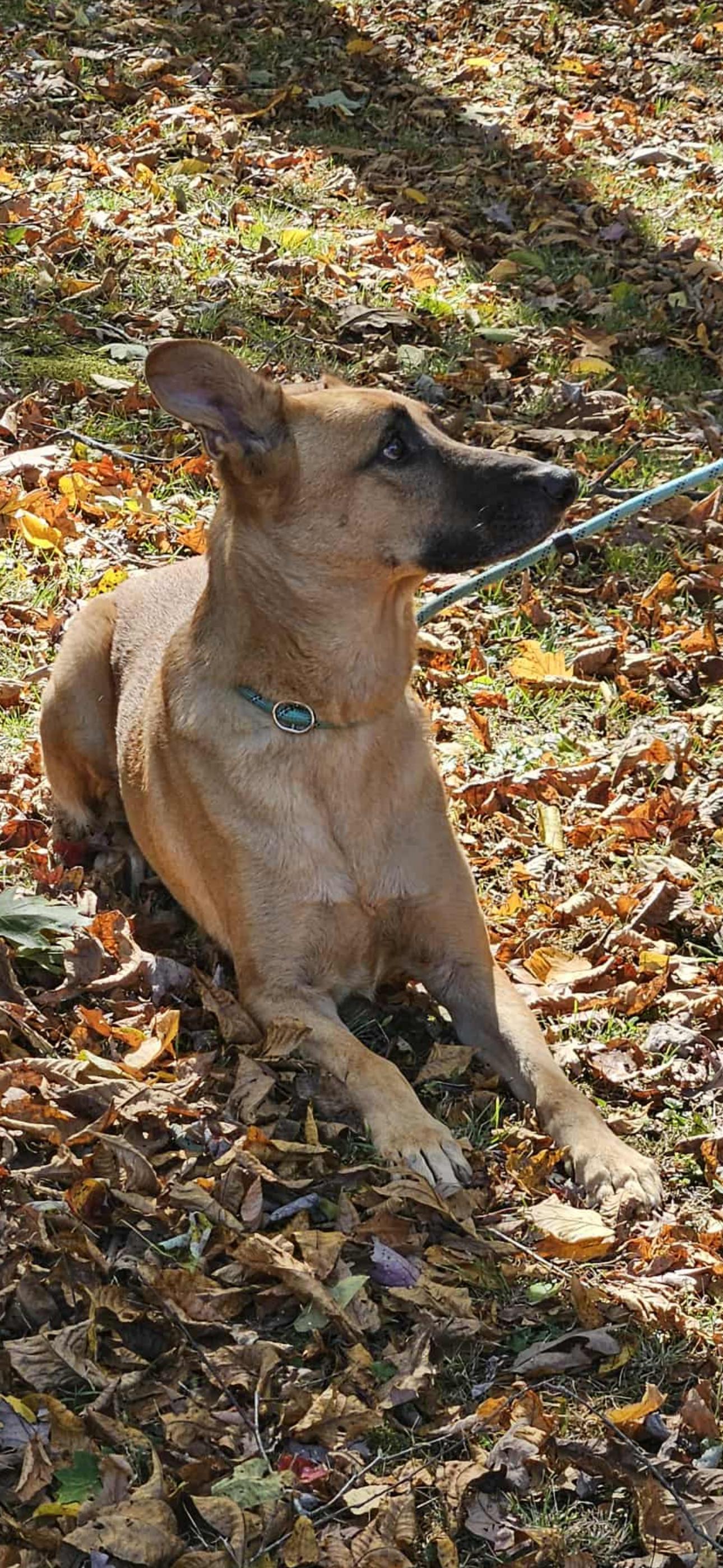 Enlarge Kobe, a Adoptable mixed breed in Danbury, CT image 3/4