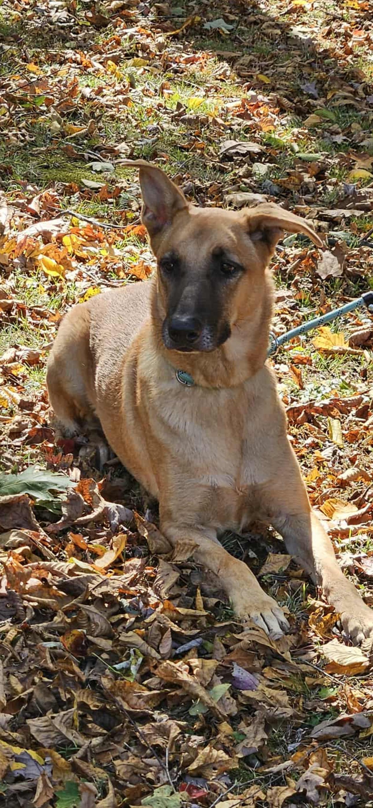 Enlarge Kobe, a Adoptable mixed breed in Danbury, CT image 4/4