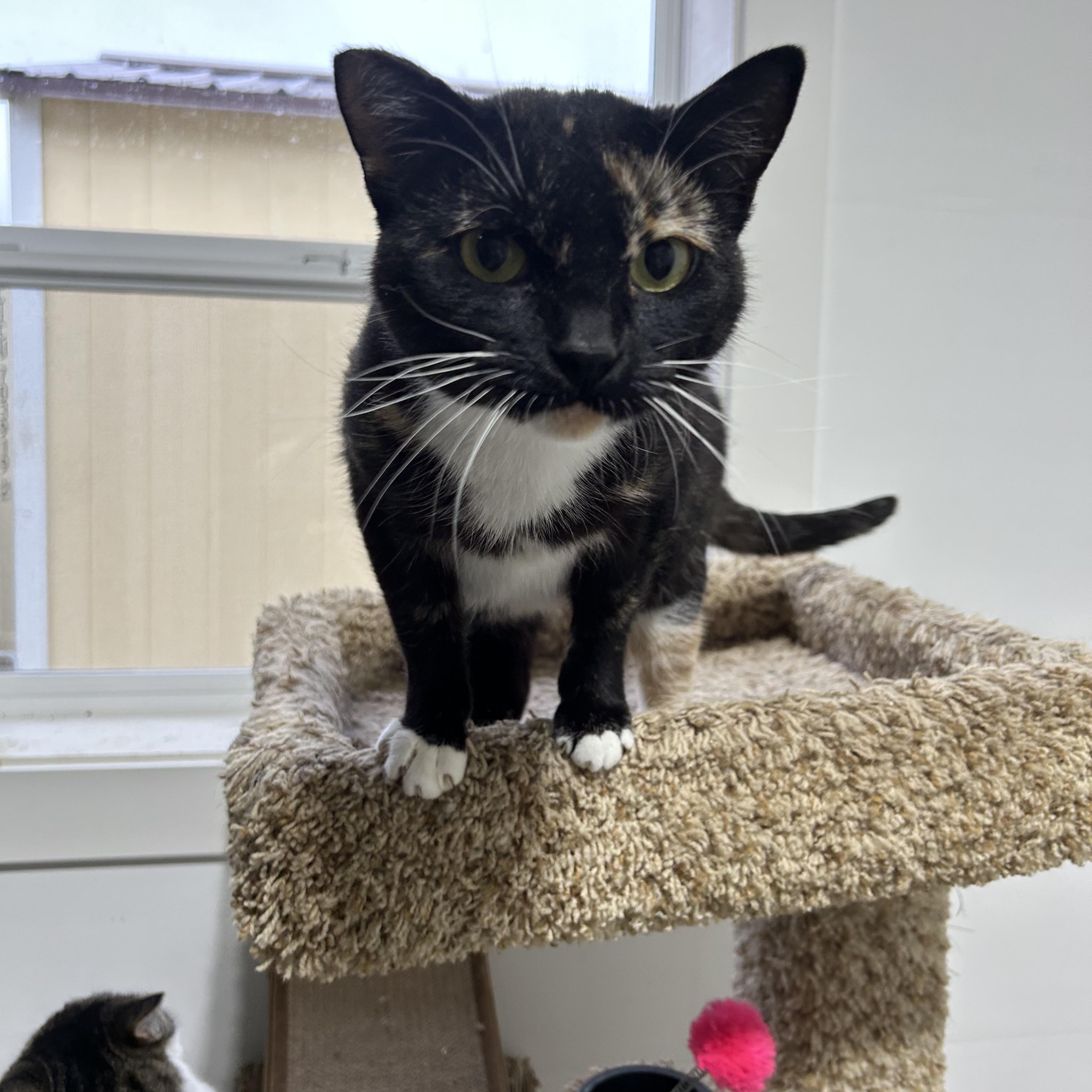 Enlarge Cinderella, a Adoptable American Shorthair image 1/1