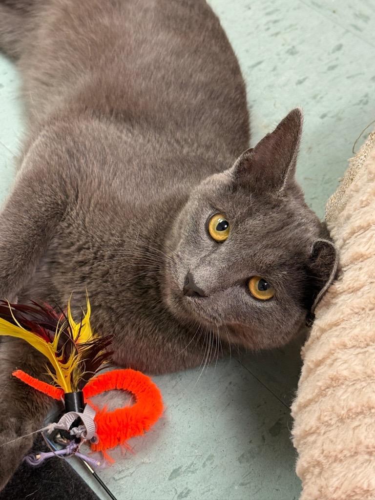 Cowboy, an adopted mixed breed in Louisville, OH image 2/5
