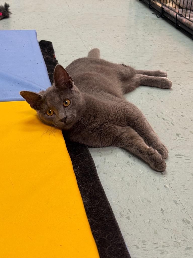 Cowboy, an adopted mixed breed in Louisville, OH image 3/5