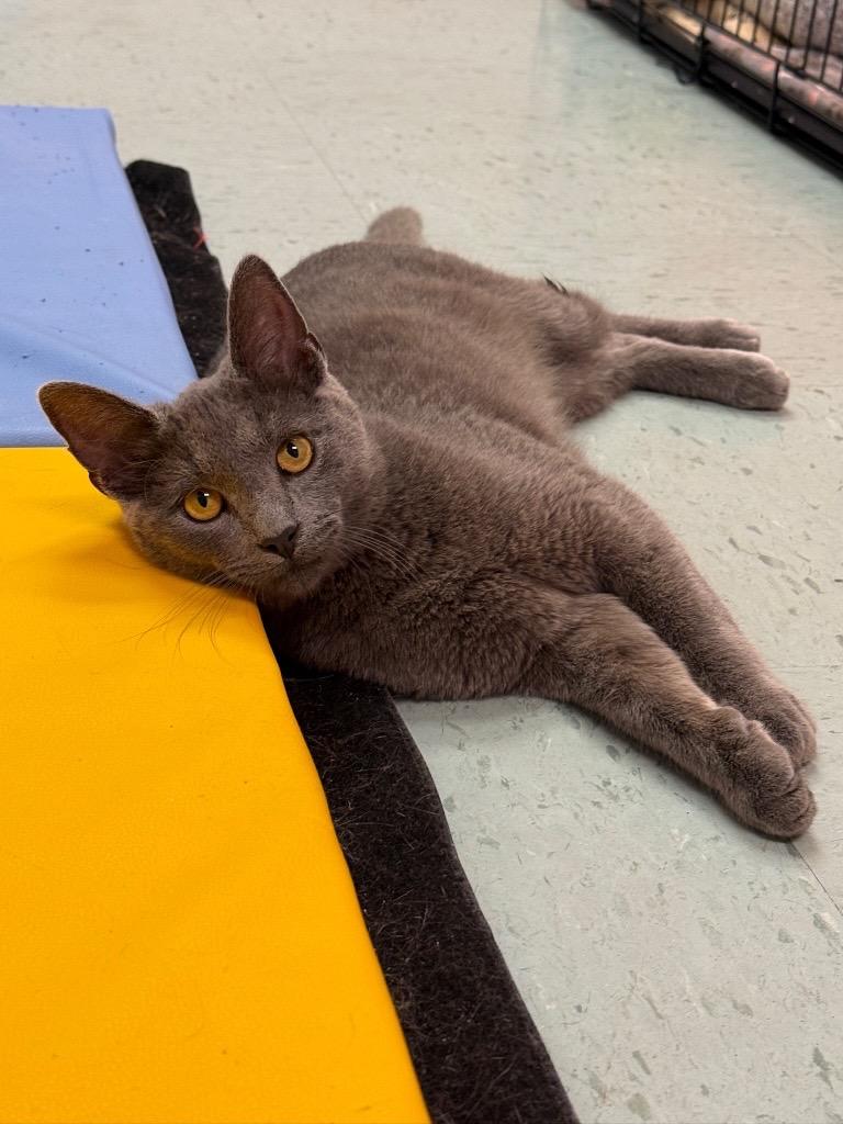 Cowboy, an adopted mixed breed in Louisville, OH image 1/5