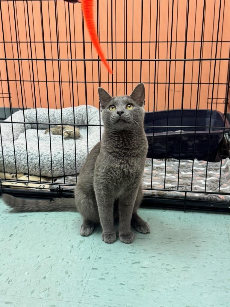Cowboy, an adopted mixed breed in Louisville, OH image 5/5