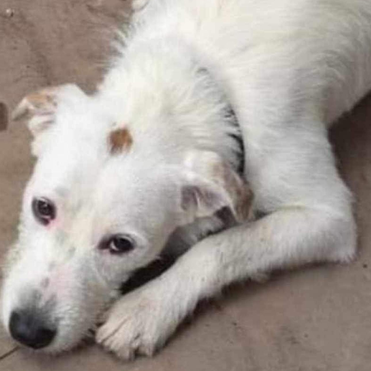 6917 Todd, Adult Male Jack Russell Terrier