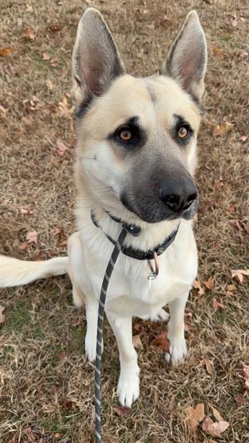 MILKWEED, Adoptable, Young Male German Shepherd Dog & Mixed Breed.