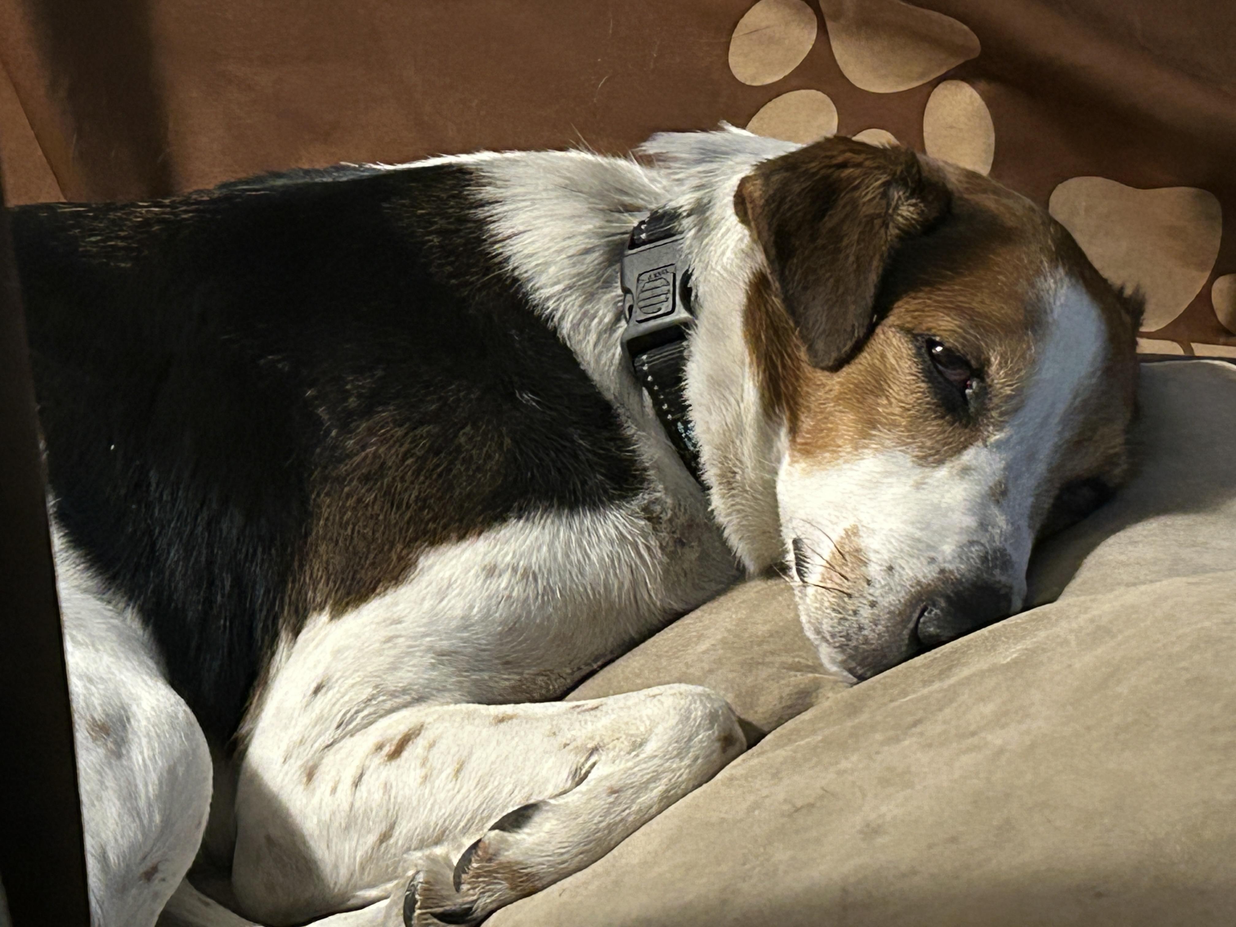 Enlarge Joy, a ADOPTABLE mixed breed in Aurora, IL image 4/5