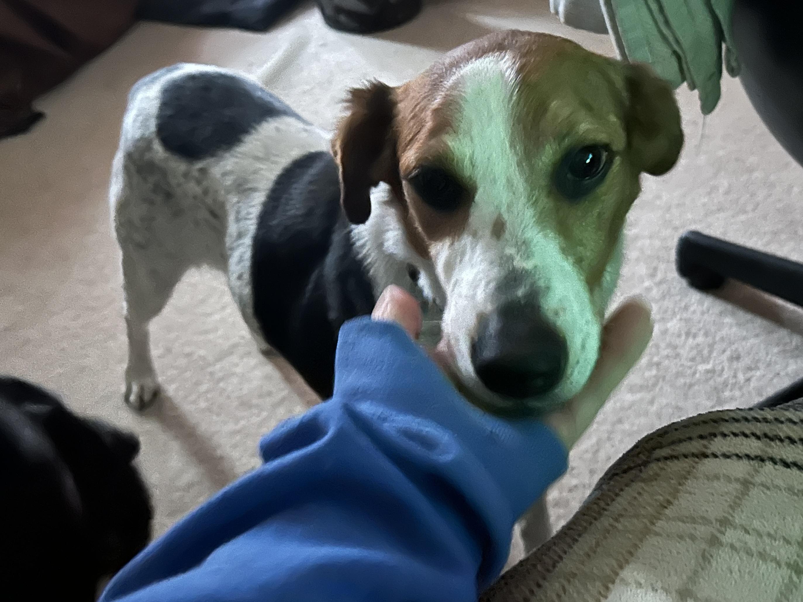 Enlarge Joy, a ADOPTABLE mixed breed in Aurora, IL image 3/5