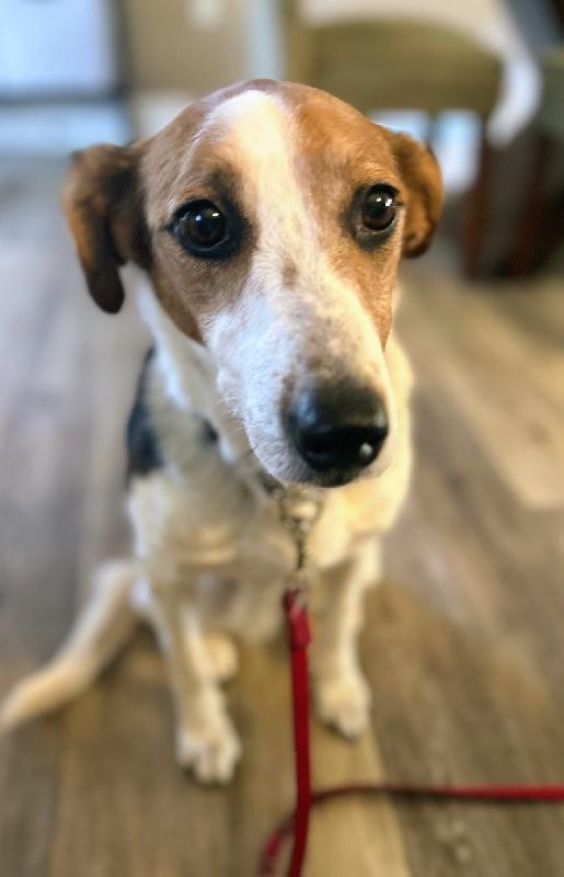 Enlarge Joy, a ADOPTABLE mixed breed in Aurora, IL image 1/5