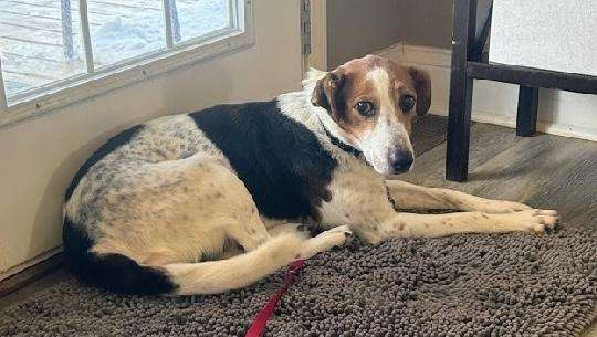 Enlarge Joy, a ADOPTABLE mixed breed in Aurora, IL image 2/5