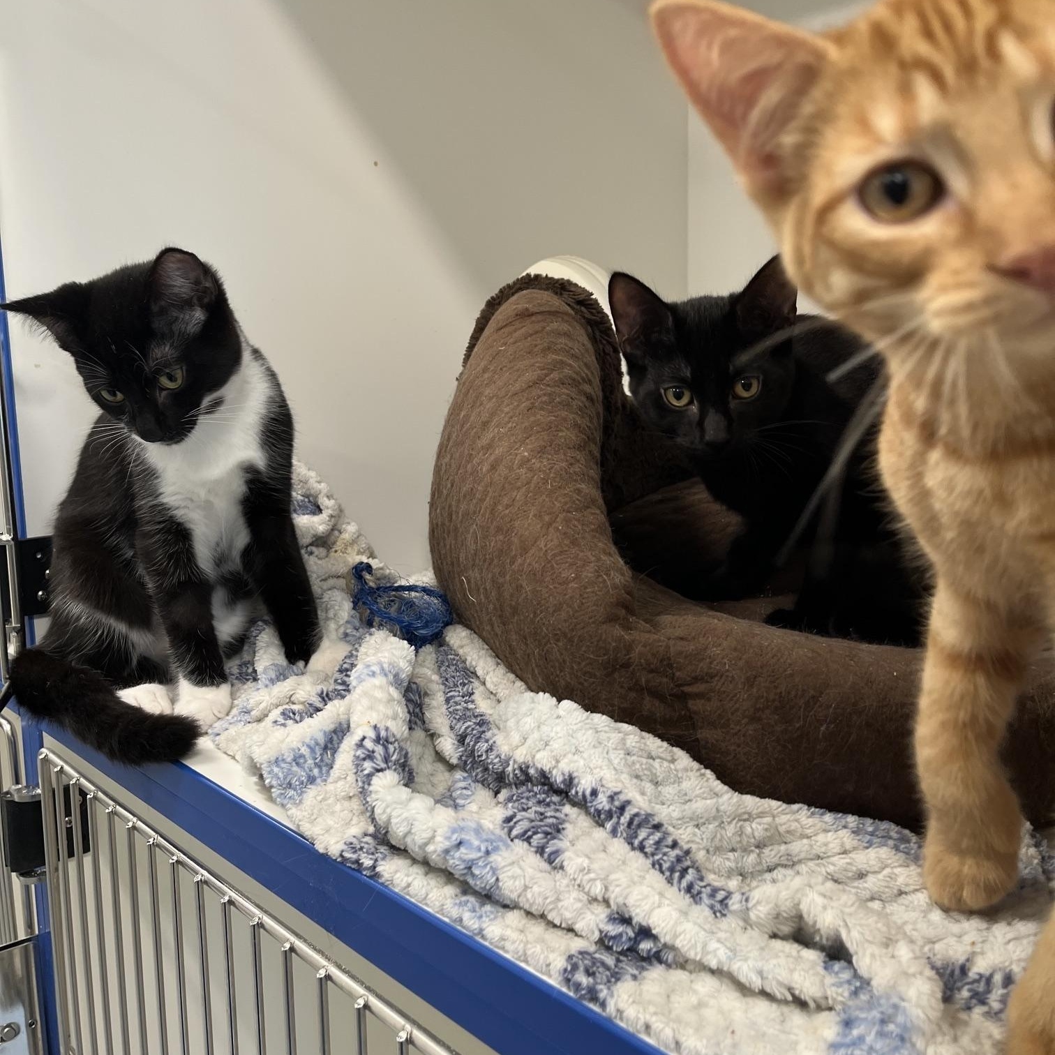 Enlarge Matcha, Pumpkin Spice Latte, Espreso (Aka Starbucks Crew 2), a Adoptable Domestic Medium Hair in St Thomas, ON image 1/5