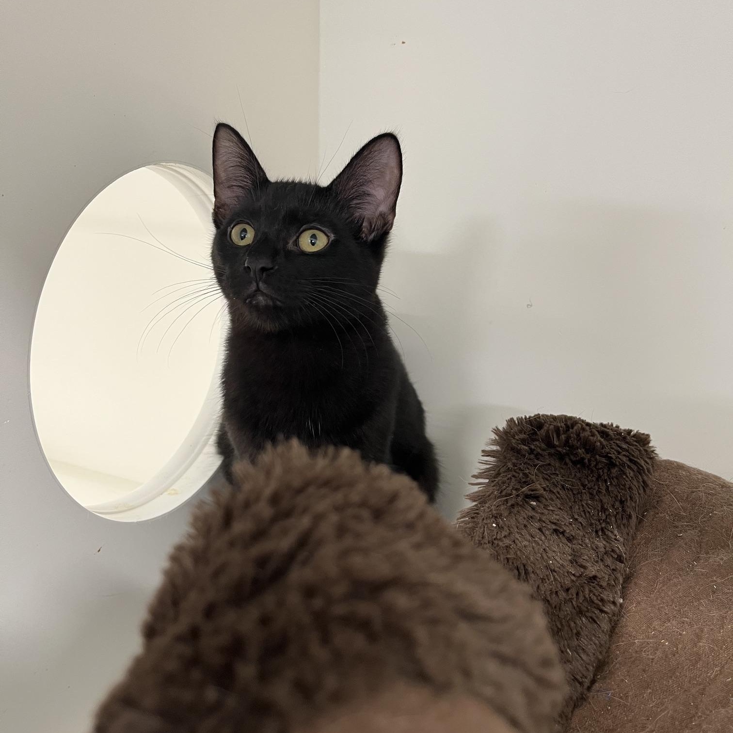 Enlarge Matcha, Pumpkin Spice Latte, Espreso (Aka Starbucks Crew 2), a Adoptable Domestic Medium Hair in St Thomas, ON image 5/5