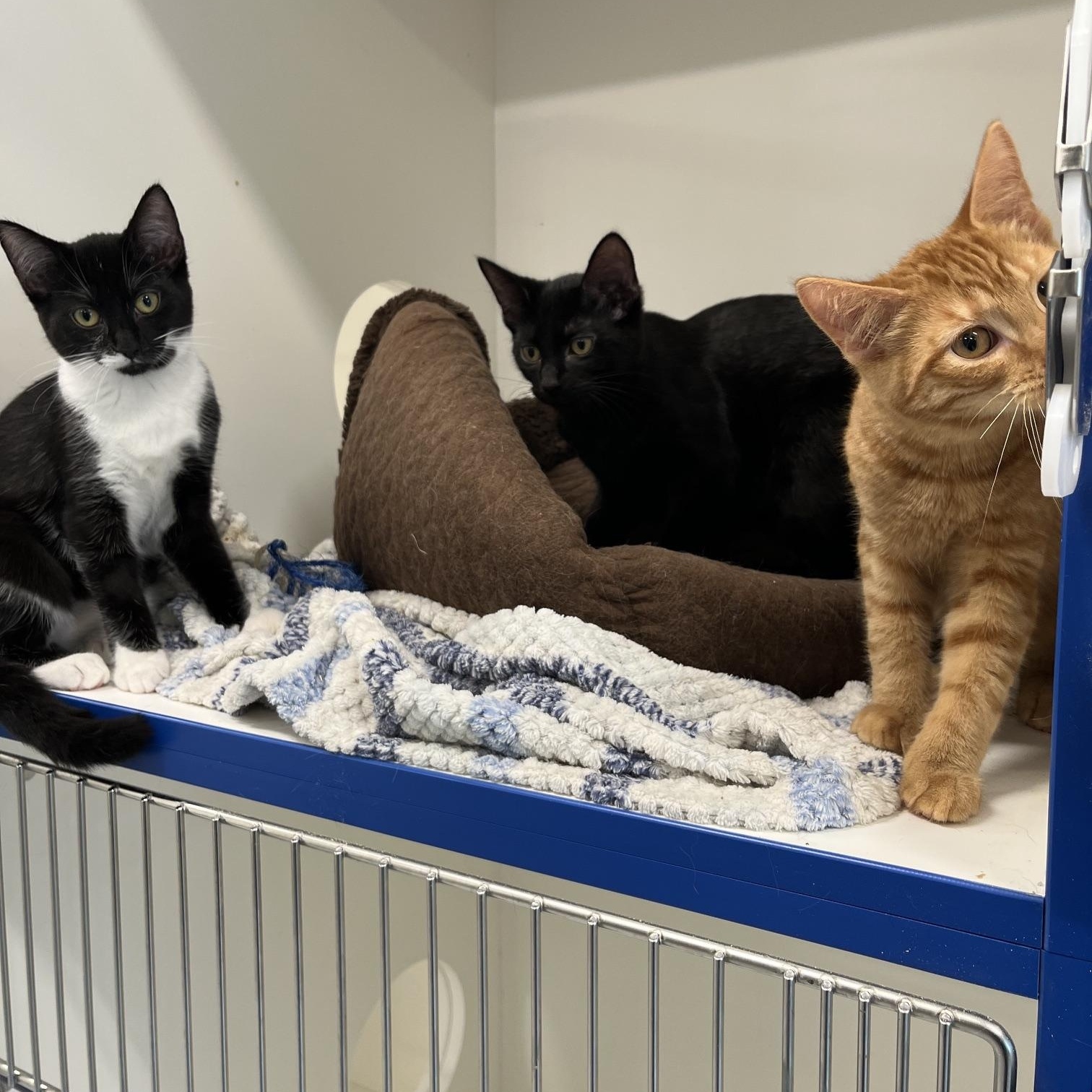 Enlarge Matcha, Pumpkin Spice Latte, Espreso (Aka Starbucks Crew 2), a Adoptable Domestic Medium Hair in St Thomas, ON image 2/5
