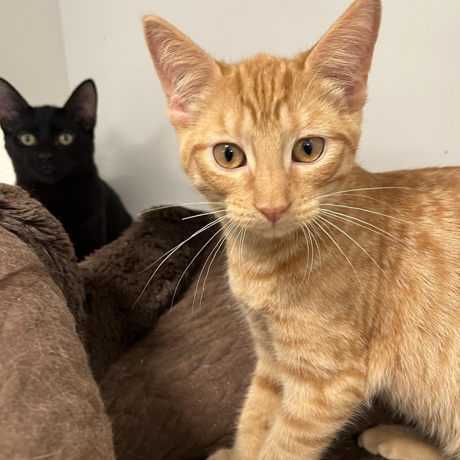 Enlarge Matcha, Pumpkin Spice Latte, Espreso (Aka Starbucks Crew 2), a Adoptable Domestic Medium Hair in St Thomas, ON image 4/5