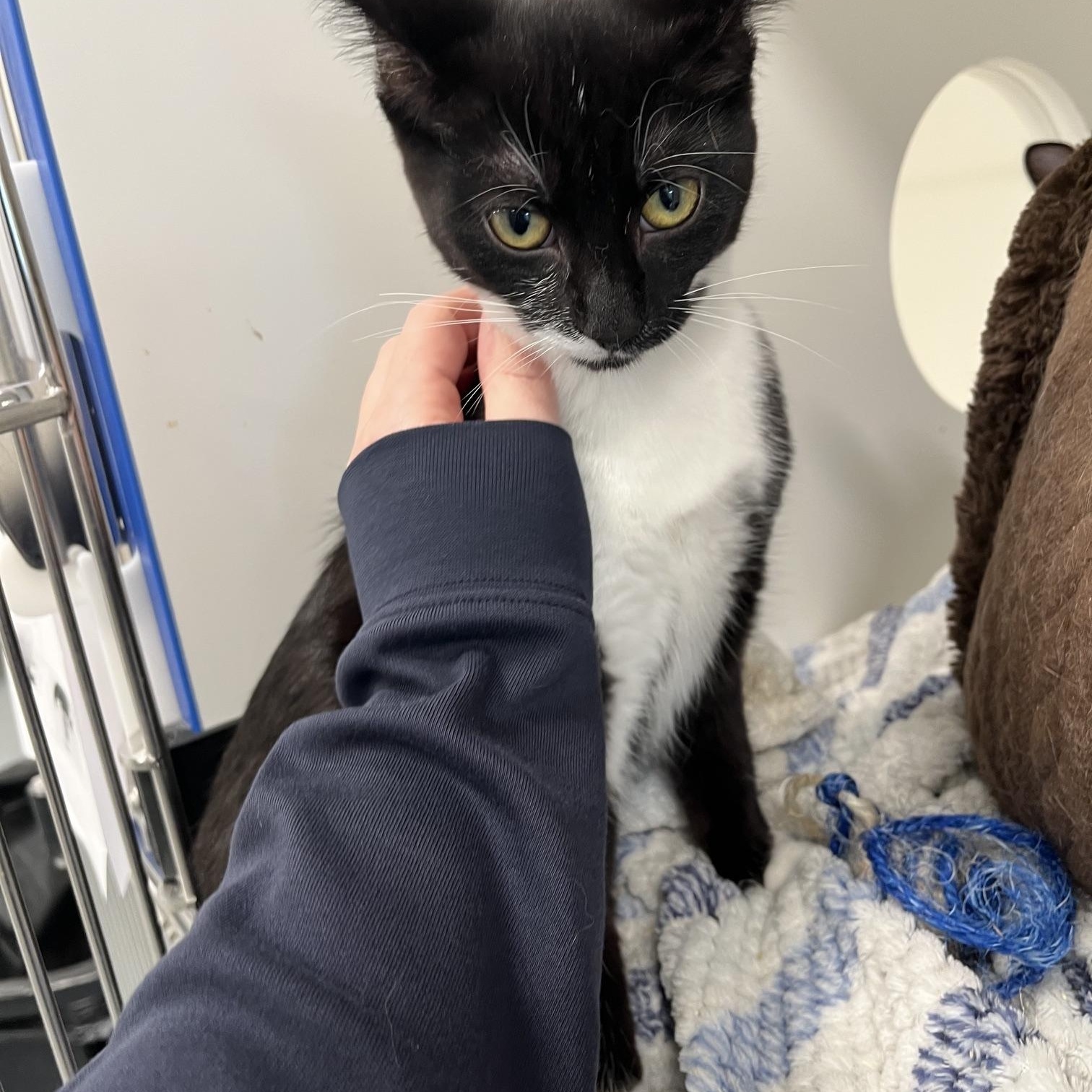 Enlarge Matcha, Pumpkin Spice Latte, Espreso (Aka Starbucks Crew 2), a Adoptable Domestic Medium Hair in St Thomas, ON image 3/5
