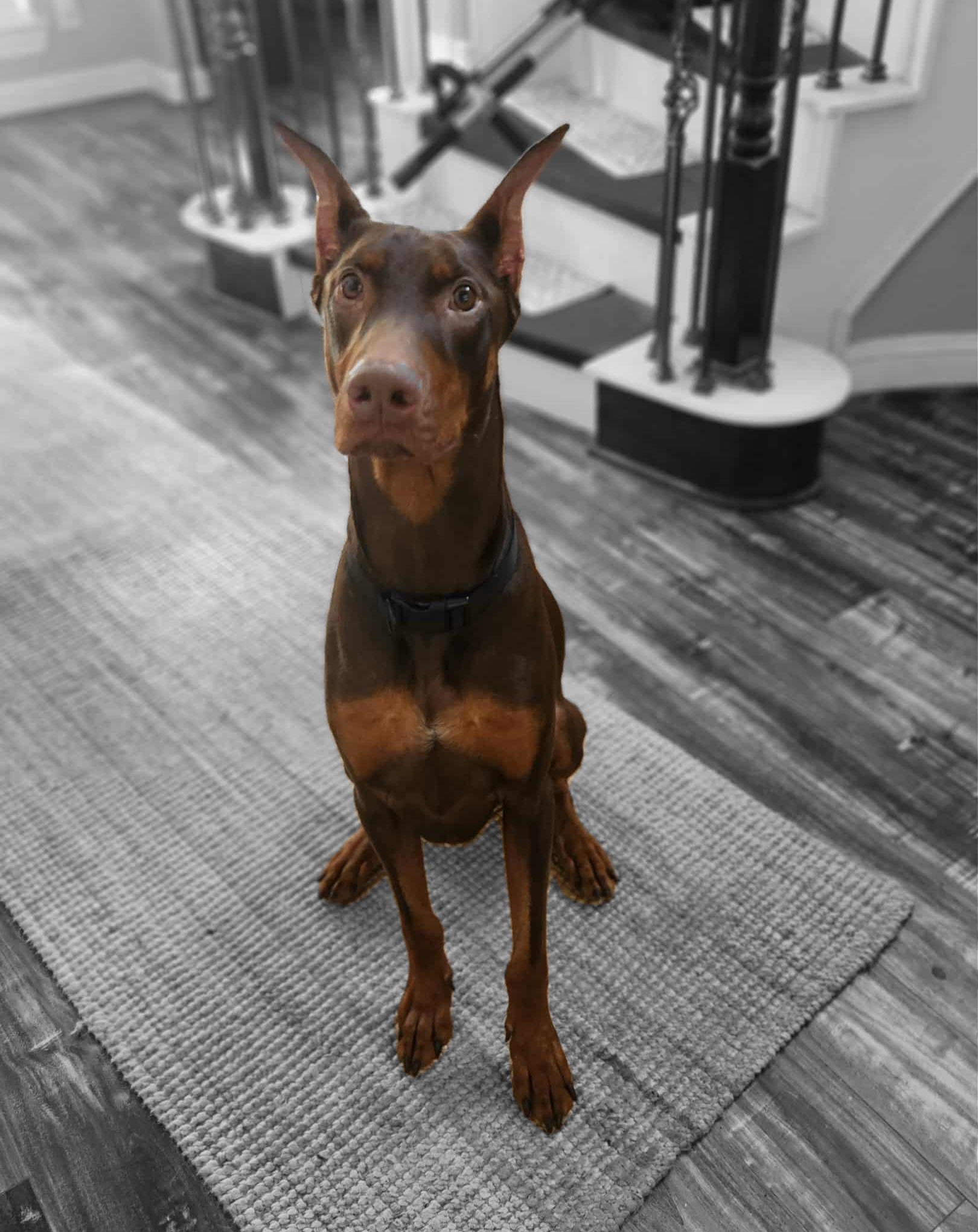 Bones, ADOPTABLE, Young Male Doberman Pinscher.