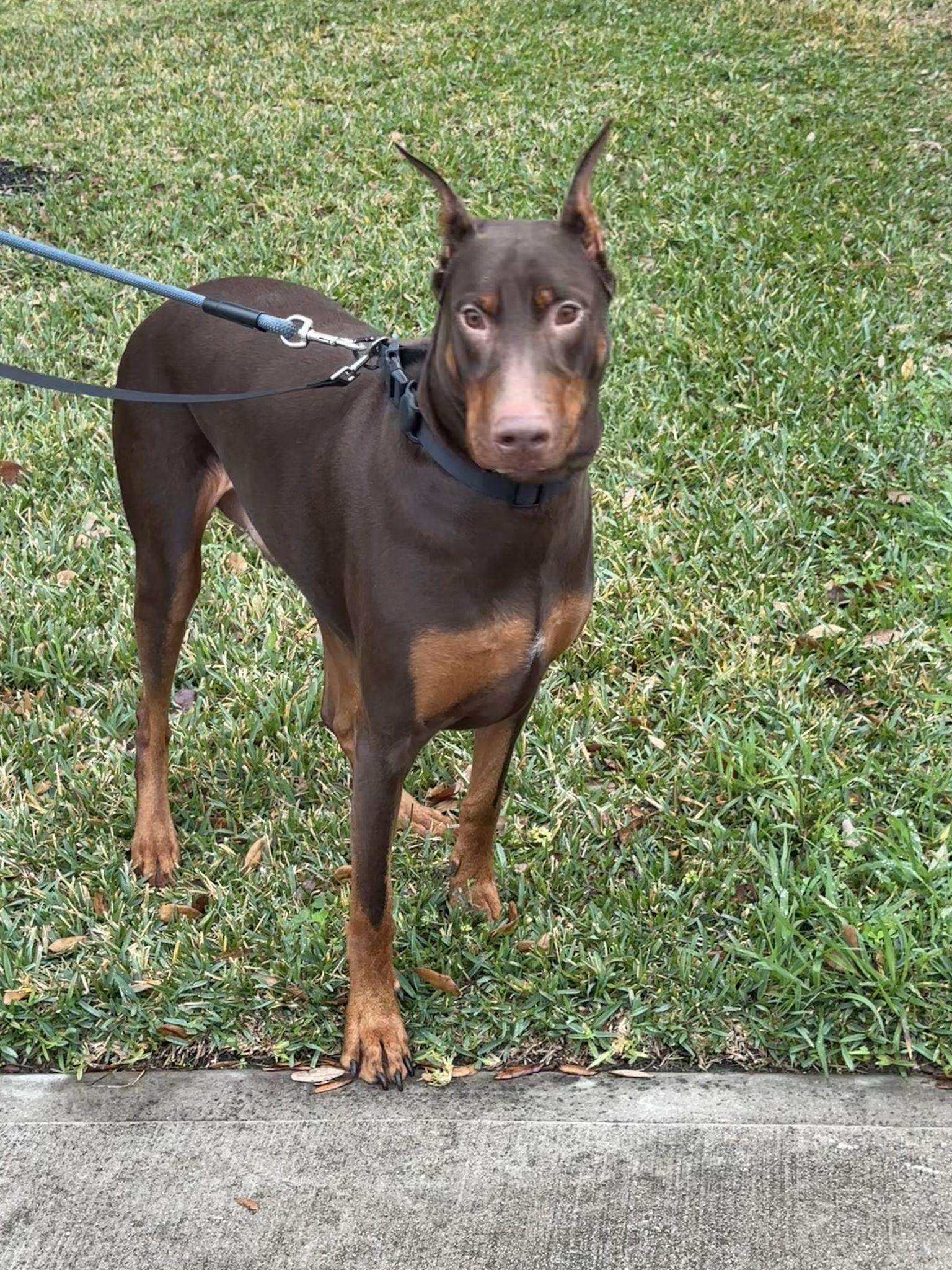 Enlarge Bones, a ADOPTABLE Doberman Pinscher in Benbrook, TX image 2/3