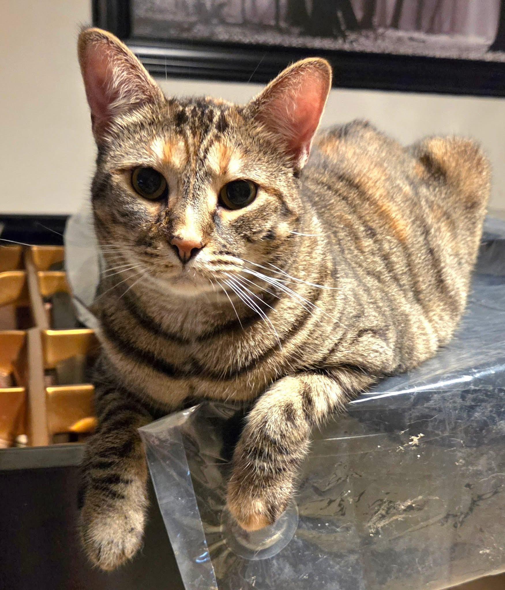 Saturn, a Adoptable Domestic Short Hair in Philadelphia, PA image 1/6