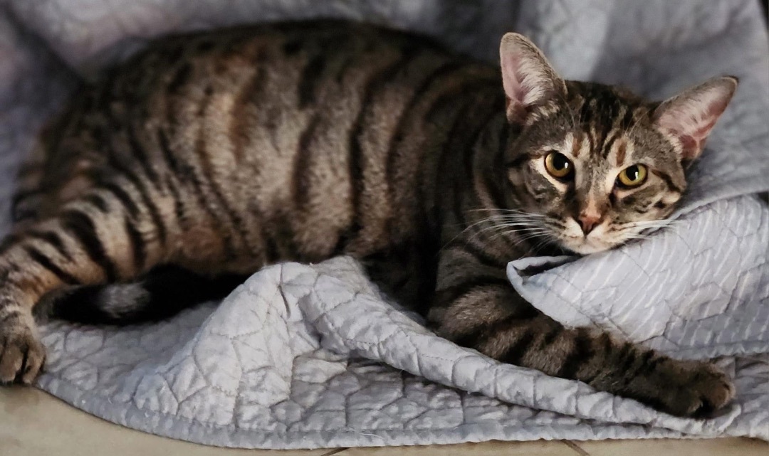 Saturn, a Adoptable Domestic Short Hair in Philadelphia, PA image 4/6