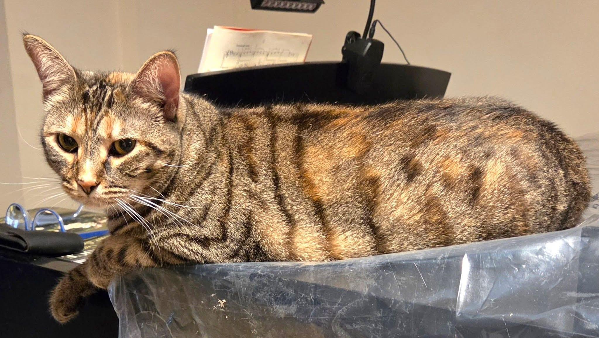 Saturn, a Adoptable Domestic Short Hair in Philadelphia, PA image 2/6