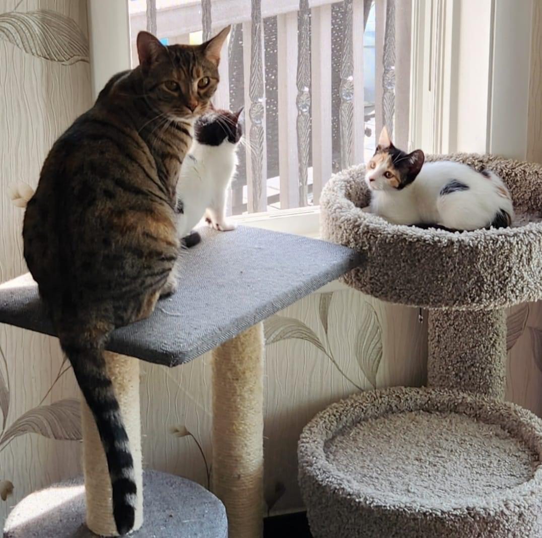 Saturn, a Adoptable Domestic Short Hair in Philadelphia, PA image 6/6