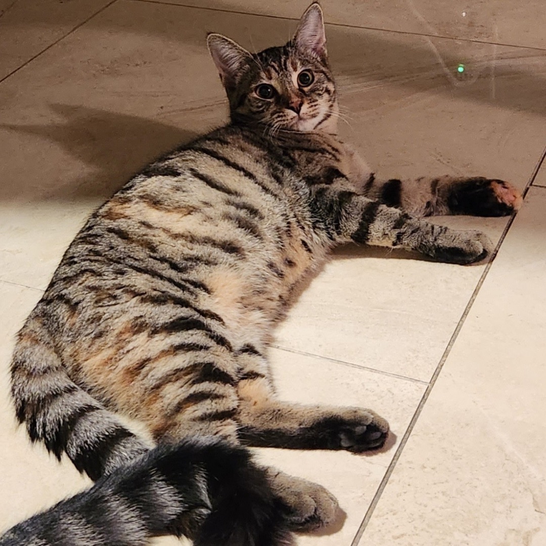 Saturn, a Adoptable Domestic Short Hair in Philadelphia, PA image 3/6