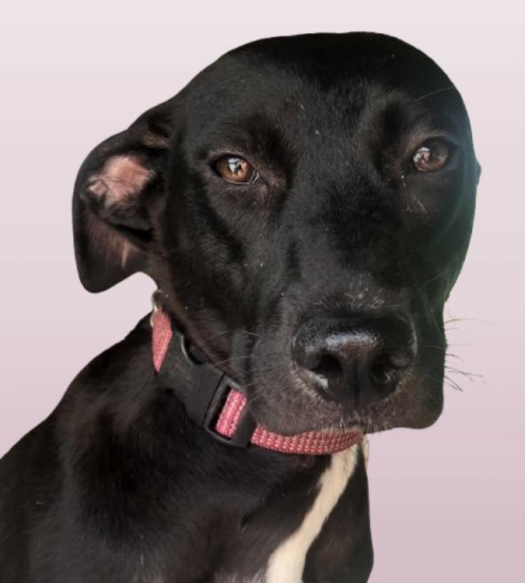 Sandy Cheeks, an adopted mixed breed in Pleasant View, TN image 1/5