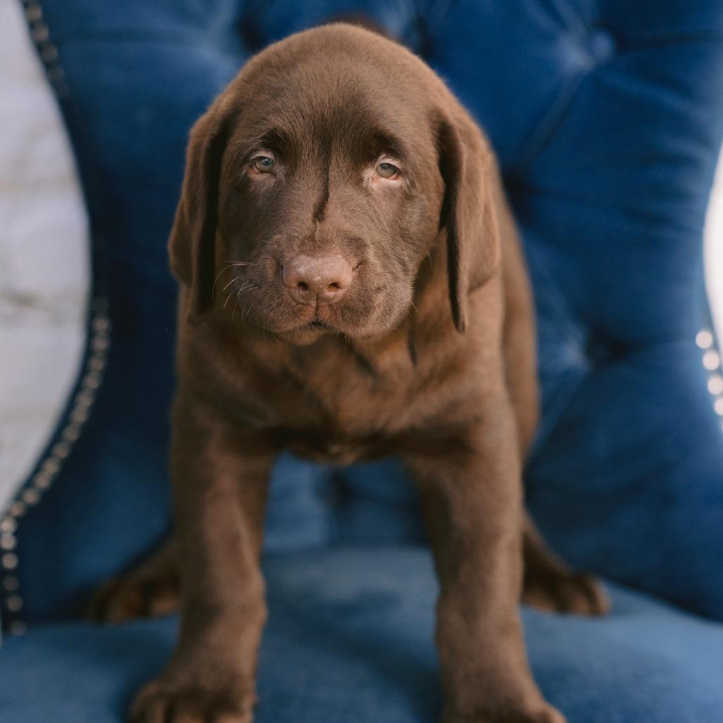 Cocoa Puff, Adopted, Puppy Male Chocolate Labrador Retriever.