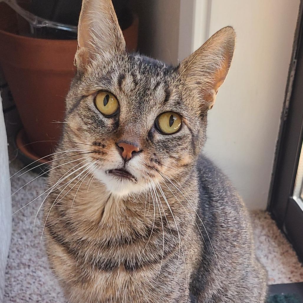 Emmet Otterton, Adoptable, Adult Male Domestic Short Hair.