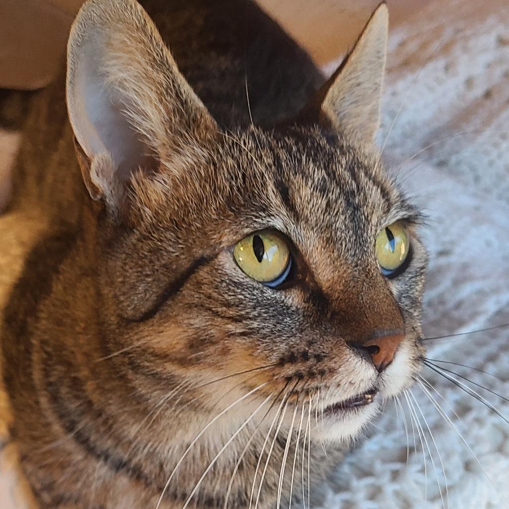 Enlarge Emmet Otterton, a Adoptable Domestic Short Hair in Santa Rosa, CA image 2/4