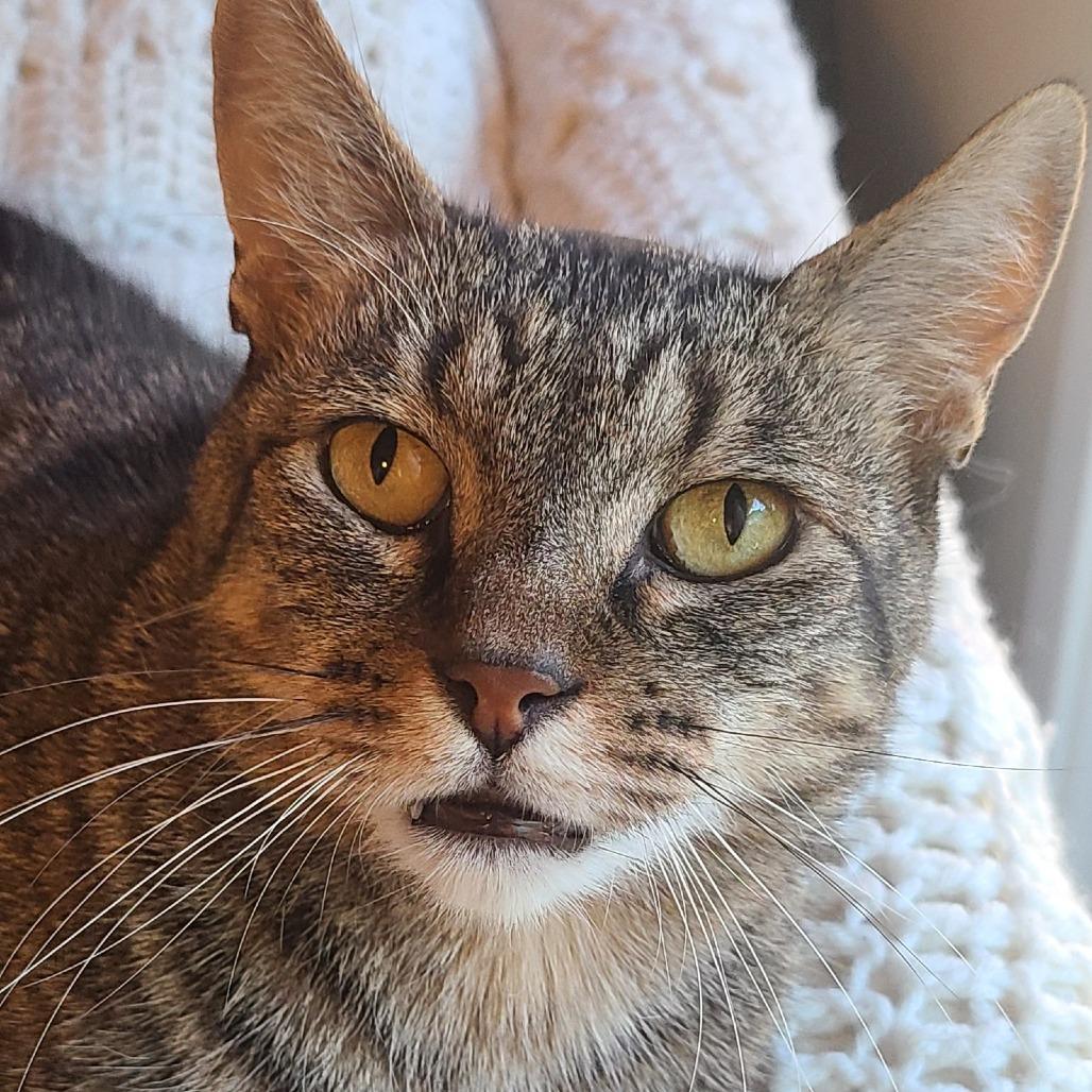 Enlarge Emmet Otterton, a Adoptable Domestic Short Hair in Santa Rosa, CA image 3/4