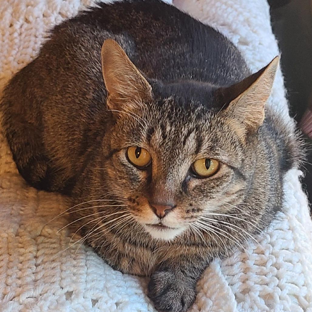 Enlarge Emmet Otterton, a Adoptable Domestic Short Hair in Santa Rosa, CA image 4/4