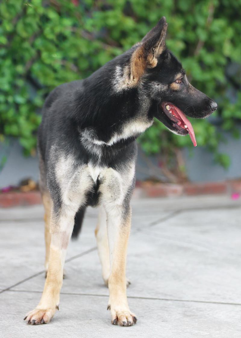 Enlarge Mira von Megesheim , a Adoptable mixed breed in Los Angeles, CA image 5/6