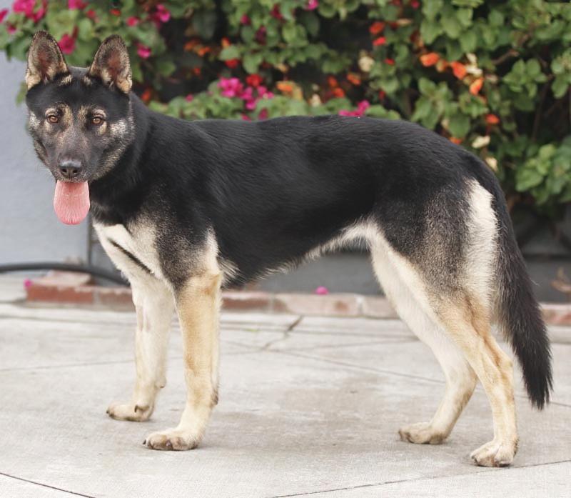Enlarge Mira von Megesheim , a Adoptable mixed breed in Los Angeles, CA image 6/6
