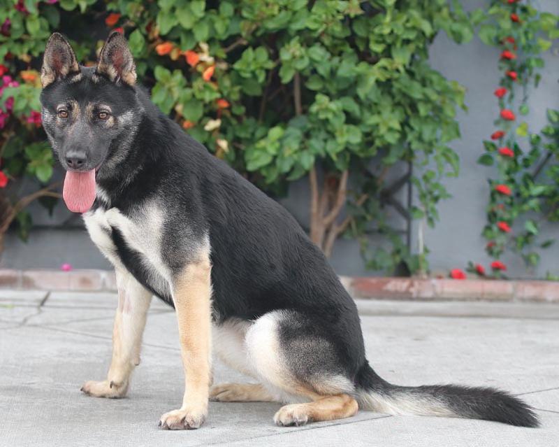 Enlarge Mira von Megesheim , a Adoptable mixed breed in Los Angeles, CA image 4/6