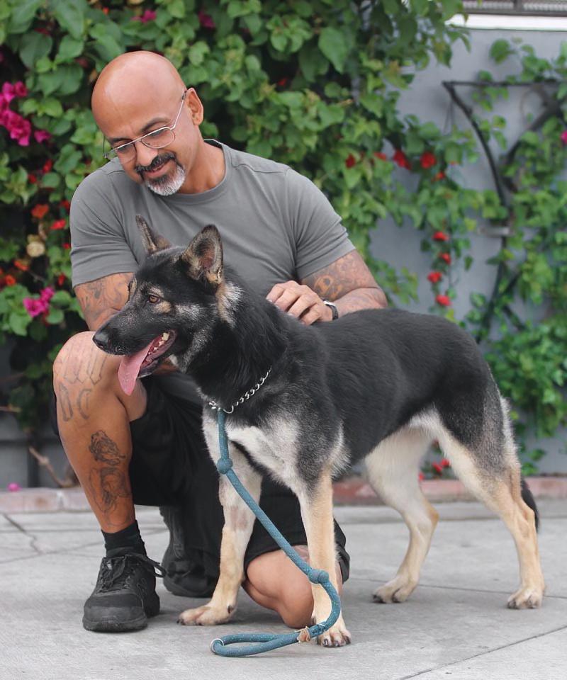 Enlarge Mira von Megesheim , a Adoptable mixed breed in Los Angeles, CA image 2/6