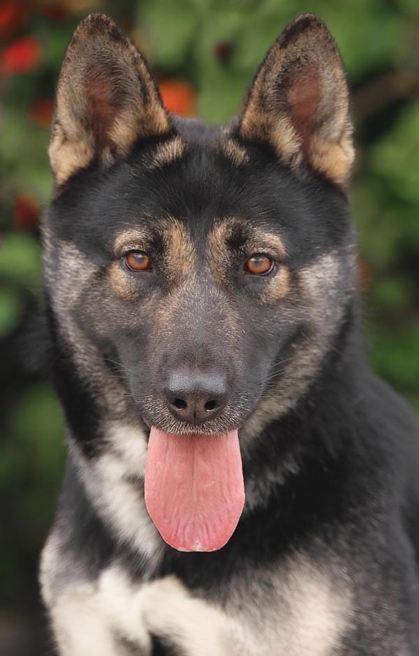 Mira von Megesheim , Adoptable, Young Female German Shepherd Dog.