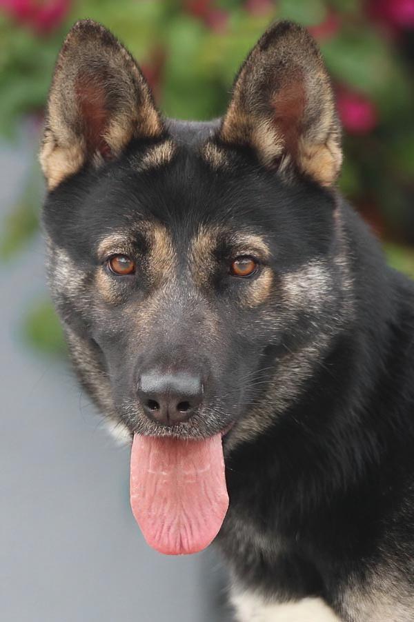 Enlarge Mira von Megesheim , a Adoptable mixed breed in Los Angeles, CA image 3/6