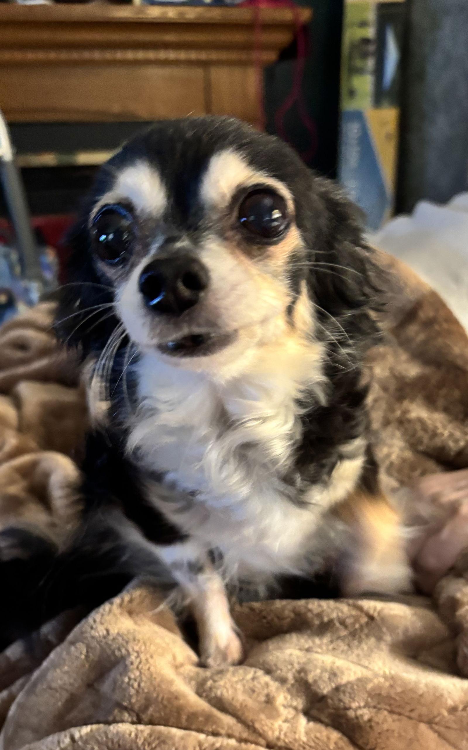 Lindsey, Adopted, Senior Female Chihuahua.