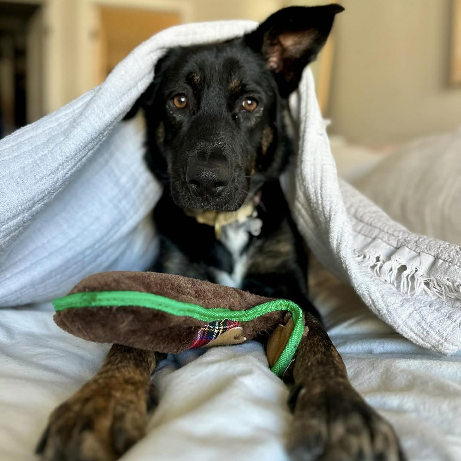 Leia, ADOPTABLE, Young Female German Shepherd Dog & Alaskan Malamute.