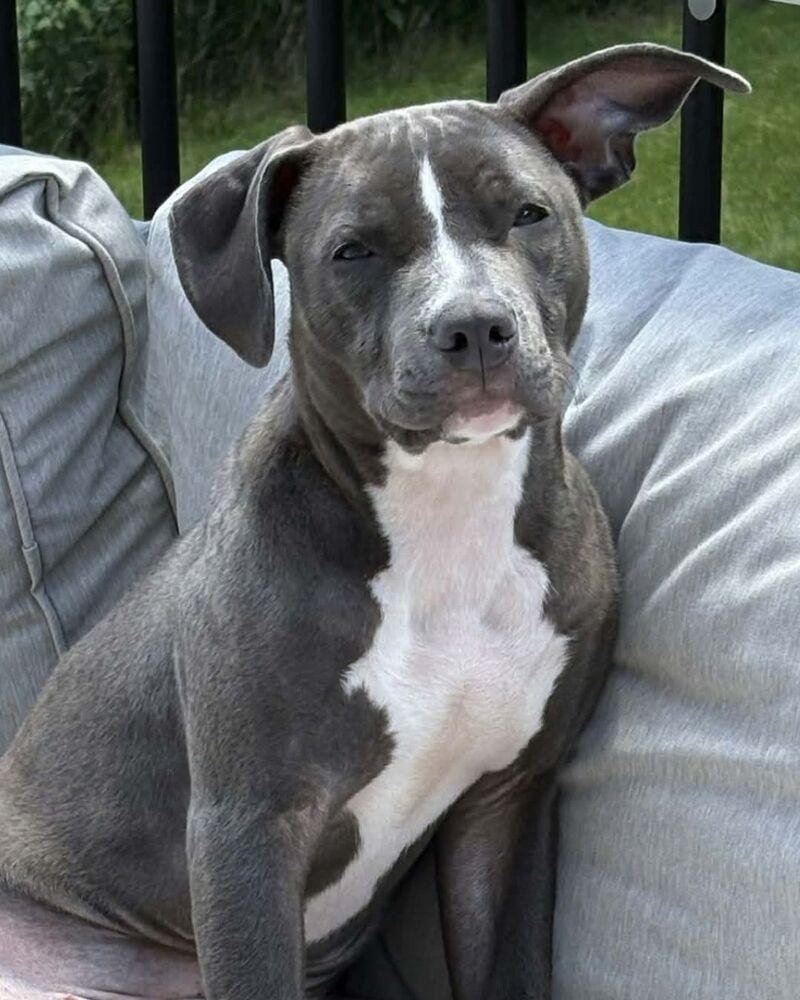 Charlie - Adopted, Adoptable, Puppy Female Mixed Breed.