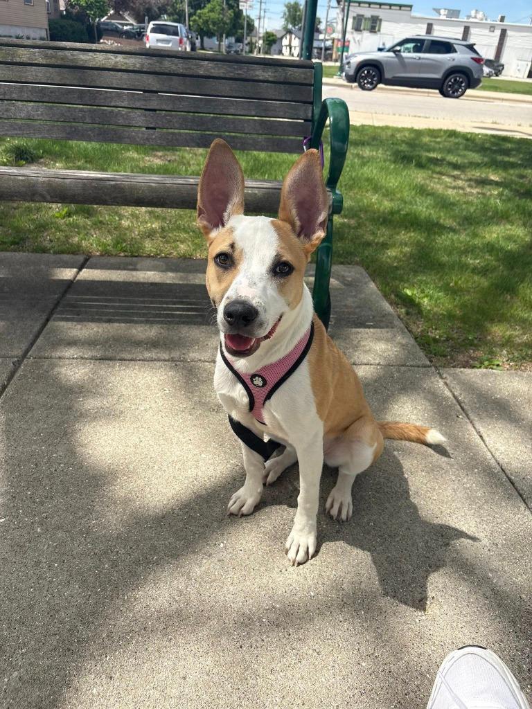 Enlarge Onion $475, a Adoptable mixed breed in Milwaukee, WI image 1/5