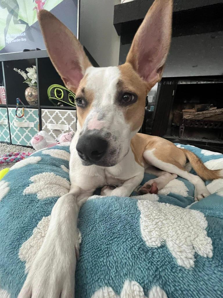 Enlarge Onion $475, a Adoptable mixed breed in Milwaukee, WI image 2/5