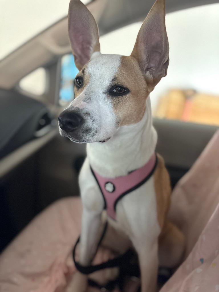 Enlarge Onion $475, a Adoptable mixed breed in Milwaukee, WI image 3/5