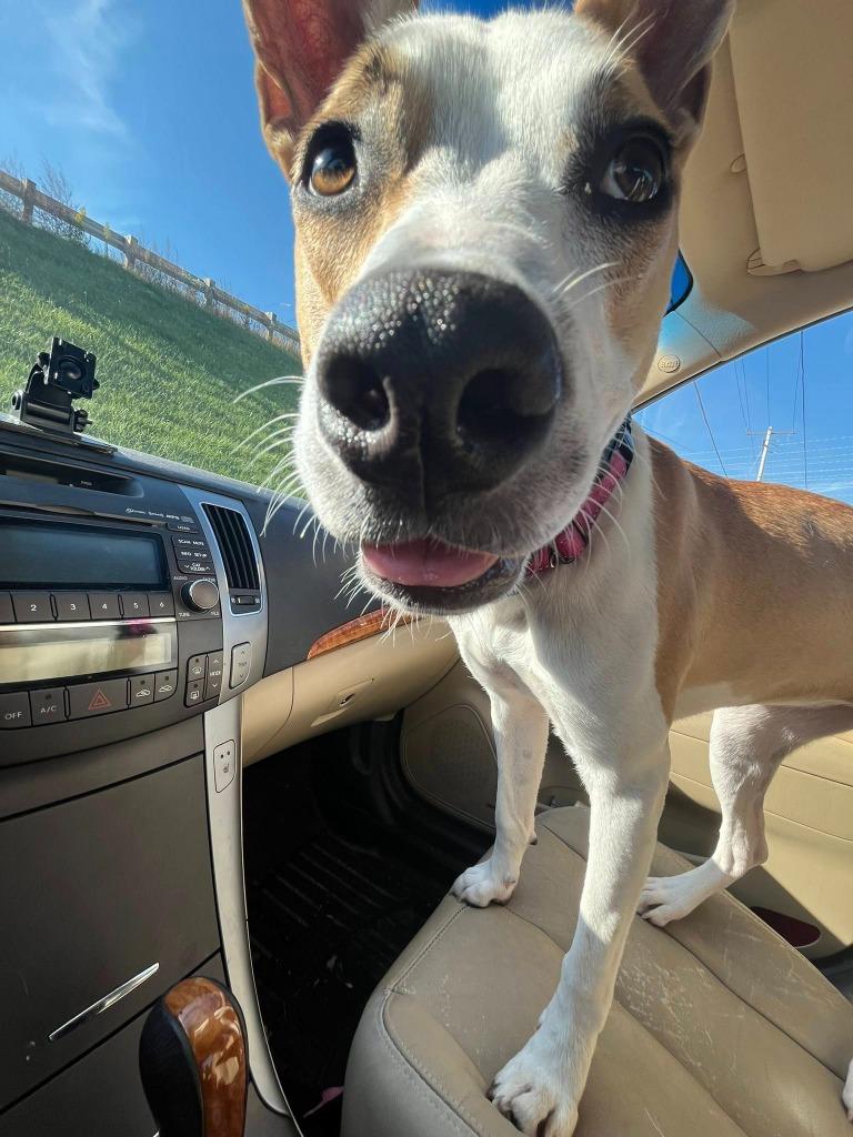 Enlarge Onion $475, a Adoptable mixed breed in Milwaukee, WI image 4/5