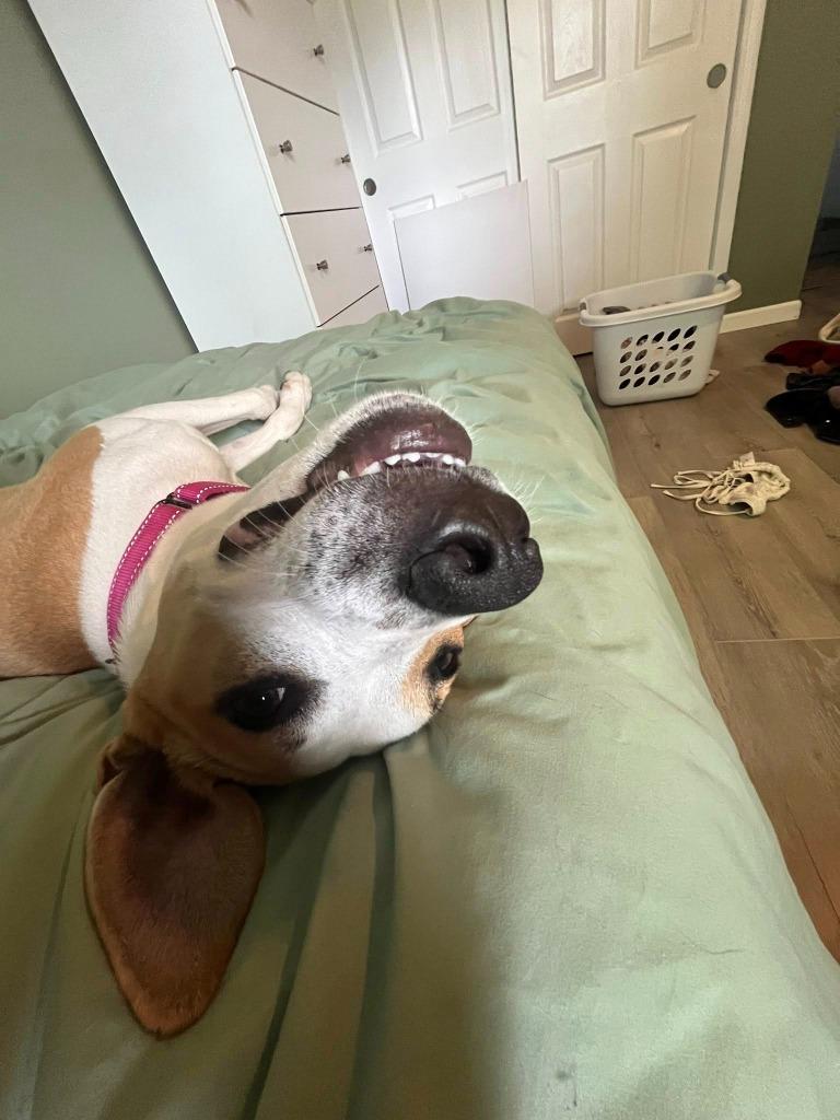 Enlarge Onion $475, a Adoptable mixed breed in Milwaukee, WI image 5/5