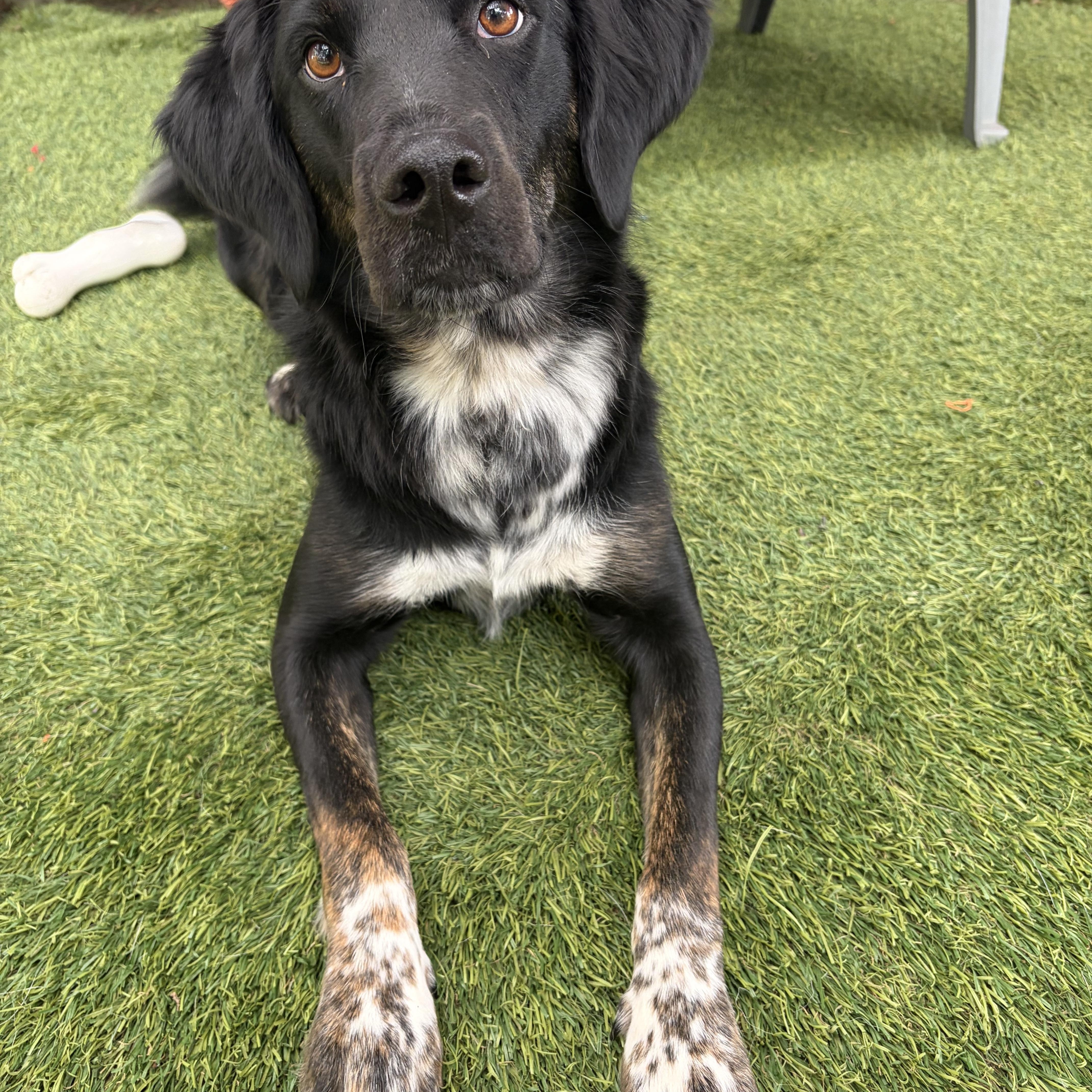 Dakota, an adopted mixed breed in Hollis, NH image 2/5