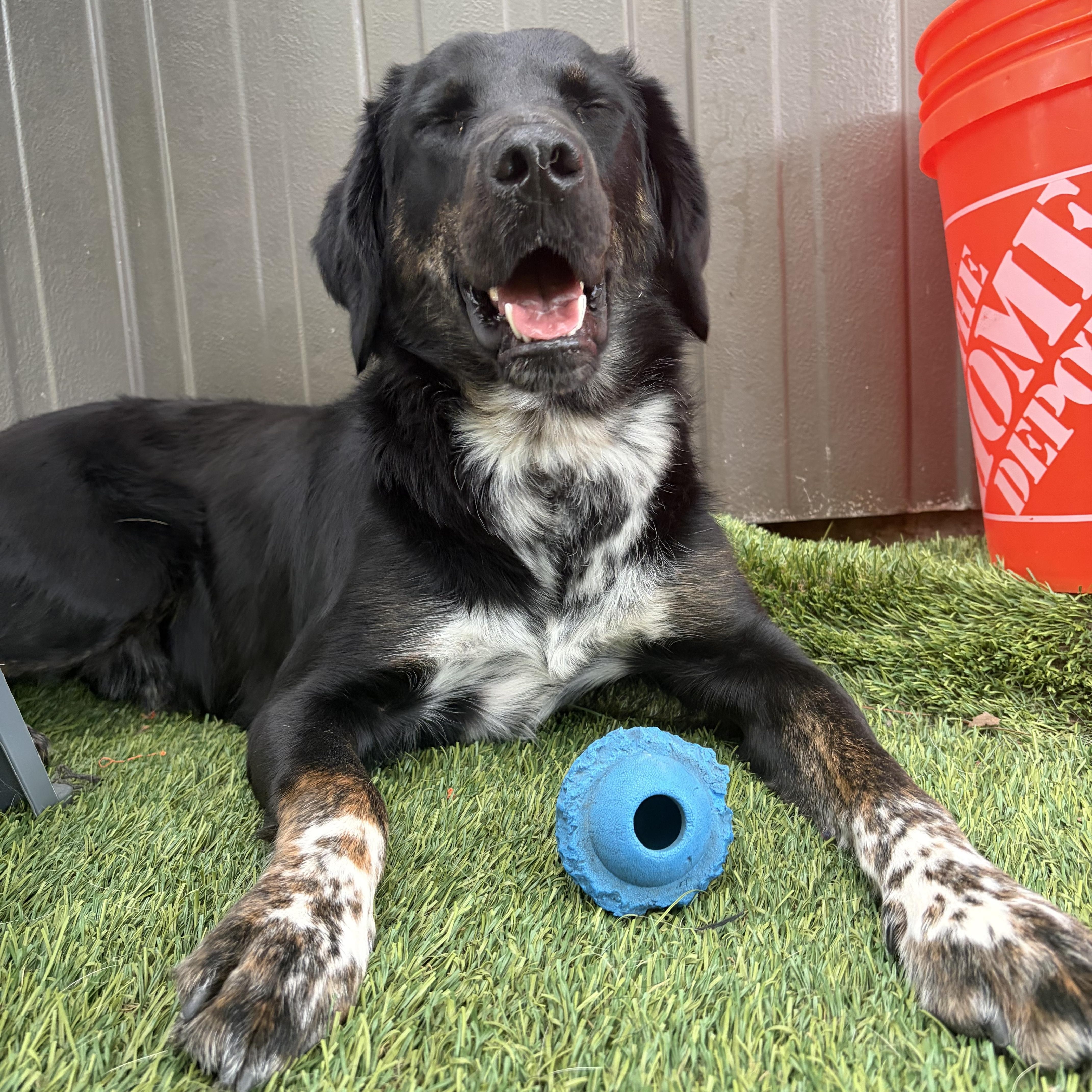 Dakota, an adopted mixed breed in Hollis, NH image 4/5