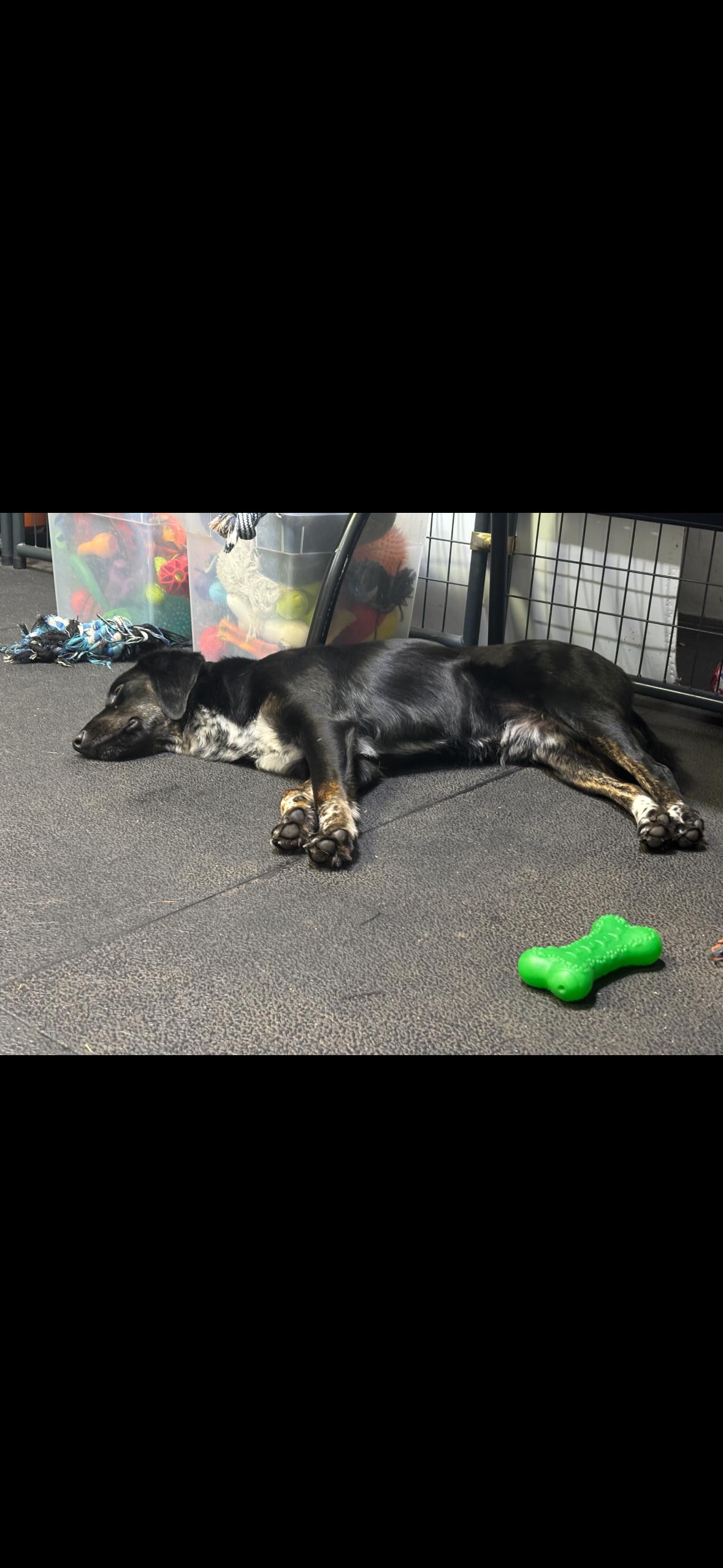 Dakota, an adopted mixed breed in Hollis, NH image 5/5