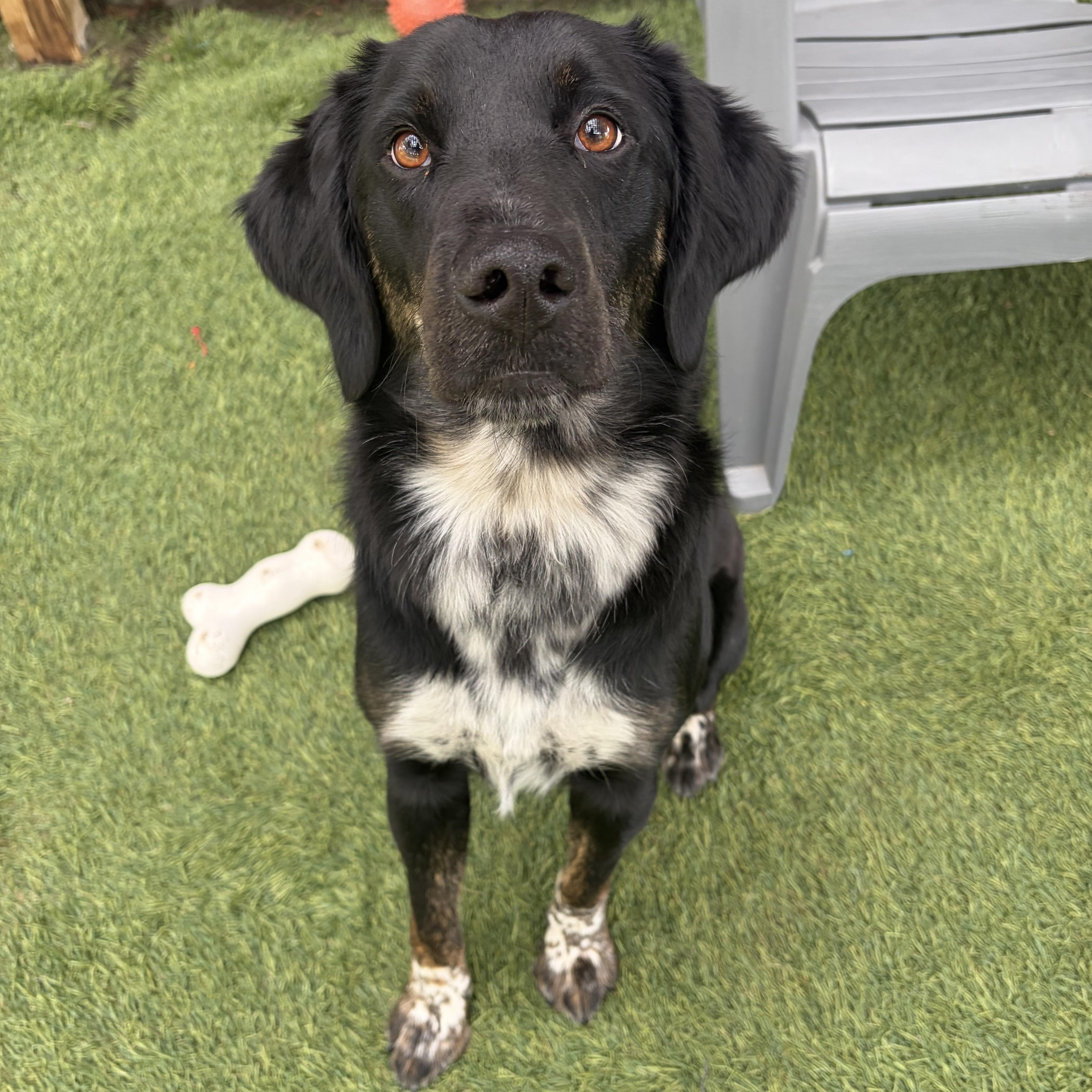 Dakota, adopted, Adult Male Irish Setter.