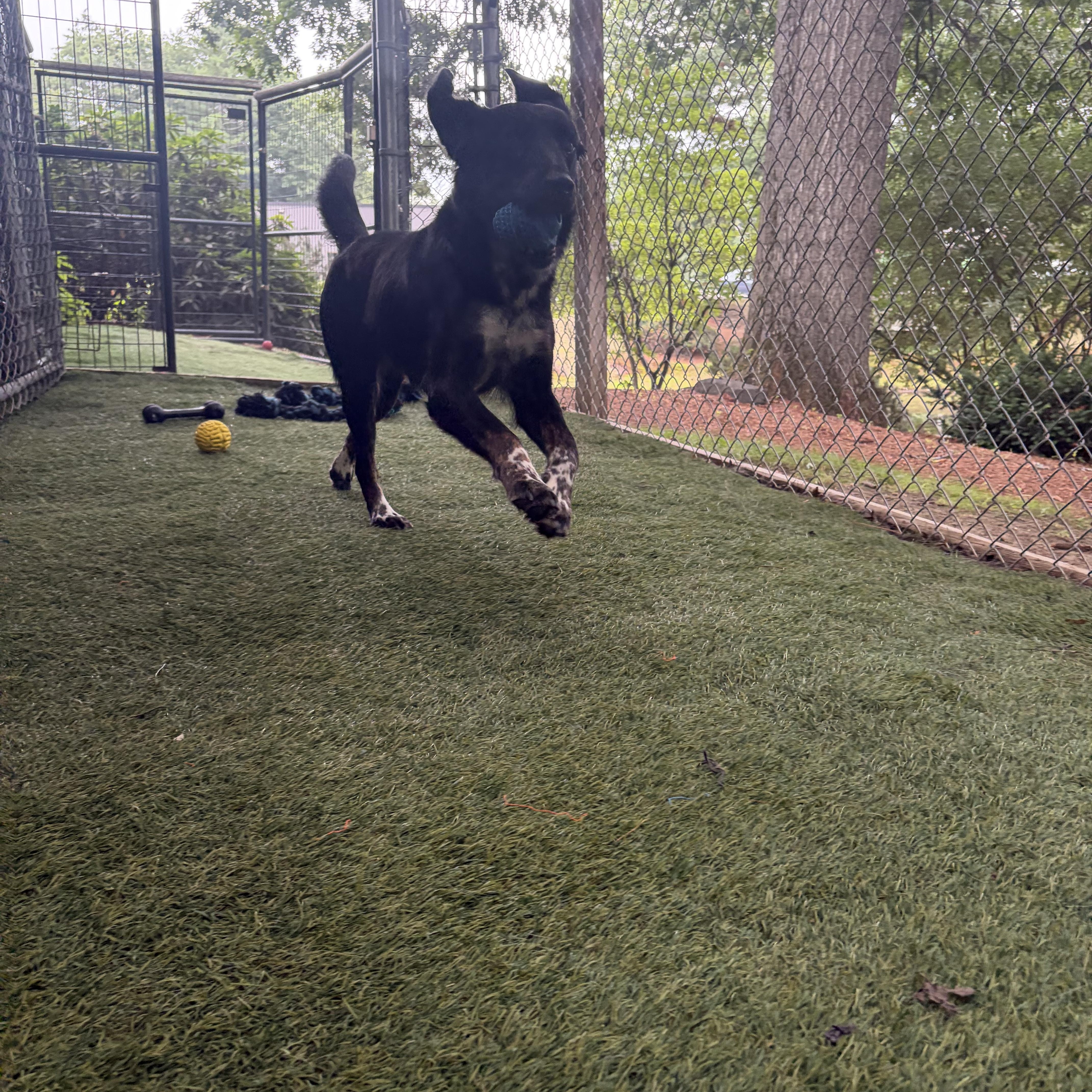 Dakota, an adopted mixed breed in Hollis, NH image 3/5